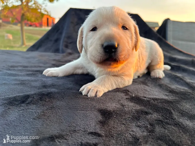 Ollie – Labrador Retriever puppy for sale in Fort Recovery, OH