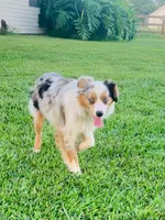 Maizee, a female Toy Australian Shepherd for sale in Woodbridge Township, NJ – 4 of 10