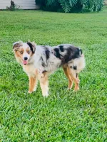 Maizee, a female Toy Australian Shepherd for sale in Woodbridge Township, NJ – 5 of 10