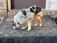 Maizee, a female Toy Australian Shepherd for sale in Woodbridge Township, NJ – 9 of 10