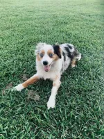 Maizee, a female Toy Australian Shepherd for sale in Woodbridge Township, NJ – 6 of 10