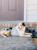Maizee, a female Toy Australian Shepherd for sale in Woodbridge Township, NJ – 10 of 10