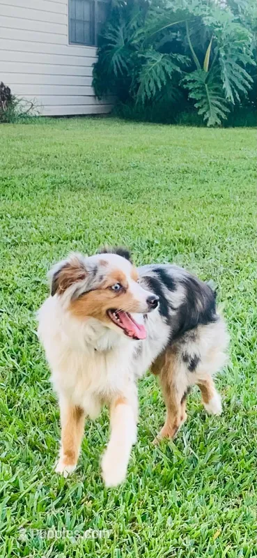 Maizee – Toy Australian Shepherd puppy for sale in Woodbridge Township, NJ