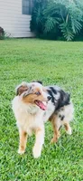 Maizee, a female Toy Australian Shepherd for sale in Woodbridge Township, NJ – 1 of 10