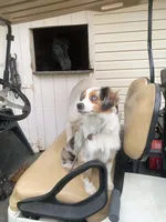 Maizee, a female Toy Australian Shepherd for sale in Woodbridge Township, NJ – 7 of 10