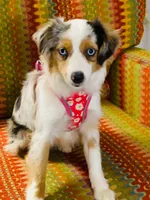Maizee, a female Toy Australian Shepherd for sale in Woodbridge Township, NJ – 8 of 10