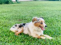 Maizee, a female Toy Australian Shepherd for sale in Woodbridge Township, NJ – 3 of 10