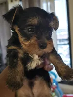 Champ – The Bold & Sweet Trailblazer!, a male Yorkshire Terrier for sale in Springfield, MA – Photo 3 of 3