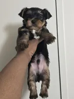 Champ – The Bold & Sweet Trailblazer!, a male Yorkshire Terrier for sale in Springfield, MA – Photo 2 of 3