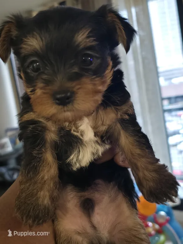 Champ – The Bold & Sweet Trailblazer! – Yorkshire Terrier puppy for sale in Springfield, MA