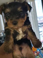 Champ – The Bold & Sweet Trailblazer!, a male Yorkshire Terrier for sale in Springfield, MA – Photo 1 of 3