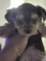 Empress Vogue – Our Tiny, Sophisticated Sweetheart!, a female Yorkshire Terrier for sale in Springfield, MA – Photo 3 of 3