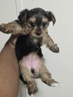 Empress Vogue – Our Tiny, Sophisticated Sweetheart!, a female Yorkshire Terrier for sale in Springfield, MA – Photo 2 of 3