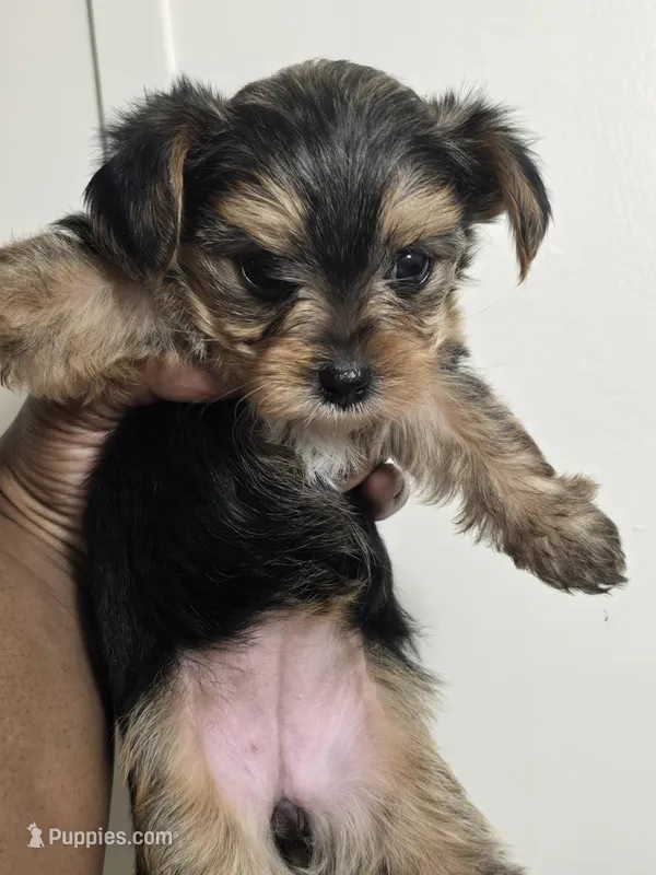 Empress Vogue – Our Tiny, Sophisticated Sweetheart! – Yorkshire Terrier puppy for sale in Springfield, MA