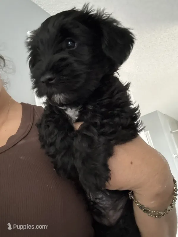 Blackie – Miniature Schnauzer, Havanese puppy for sale in Port Saint Lucie, FL