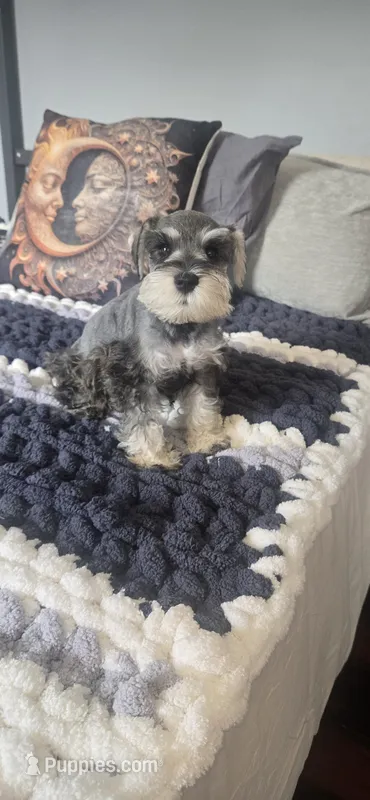Pinky – Miniature Schnauzer puppy for sale in Port Saint Lucie, FL
