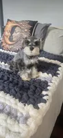 Pinky, a female Miniature Schnauzer for sale in Port Saint Lucie, FL – 1 of 1