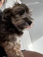 Brownie , a male Miniature Schnauzer and Havanese for sale in Port Saint Lucie, FL – 4 of 4