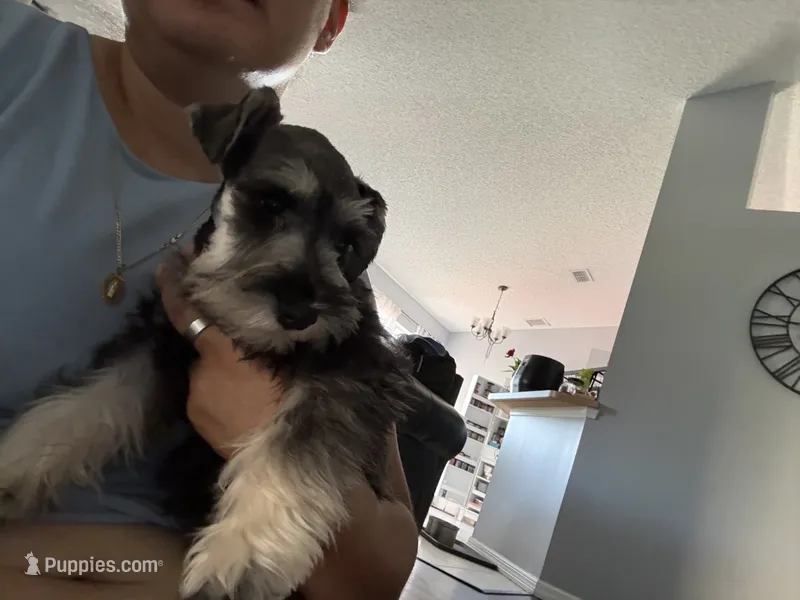 Gigi – Miniature Schnauzer puppy for sale in Port Saint Lucie, FL