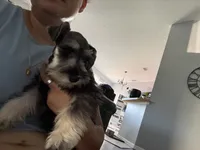 Gigi, a  Miniature Schnauzer for sale in Port Saint Lucie, FL – 1 of 2