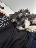 Blue, a male Miniature Schnauzer for sale in Port Saint Lucie, FL – 3 of 3