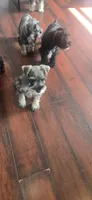 Blue, a male Miniature Schnauzer for sale in Port Saint Lucie, FL – 2 of 3