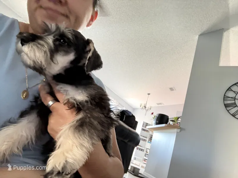 Gigi – Miniature Schnauzer puppy for sale in Port Saint Lucie, FL