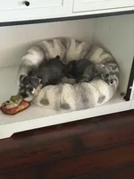 Delila , a female Miniature Schnauzer and Havanese for sale in Port Saint Lucie, FL – 2 of 3