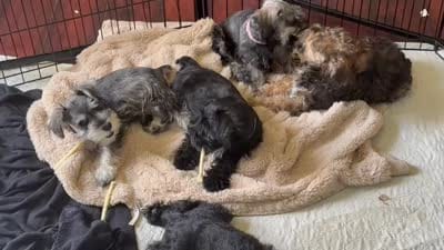 Blackie, a male Miniature Schnauzer and Havanese for sale in Port Saint Lucie, FL – 3 of 3