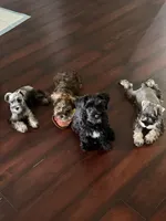 Delila , a female Miniature Schnauzer and Havanese for sale in Port Saint Lucie, FL – 3 of 3