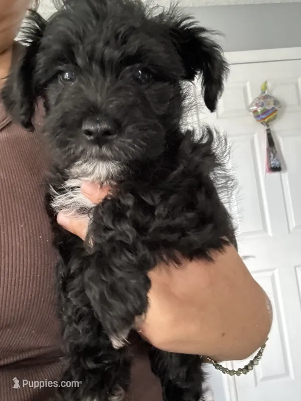 Blackie – Miniature Schnauzer, Havanese puppy for sale in Port Saint Lucie, FL