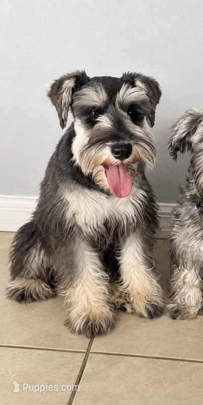 Gigi – Miniature Schnauzer puppy for sale in Port Saint Lucie, FL