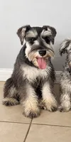 Gigi, a female Miniature Schnauzer for sale in Port Saint Lucie, FL – 1 of 1