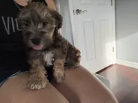Brownie , a male Miniature Schnauzer and Havanese for sale in Port Saint Lucie, FL – 2 of 4