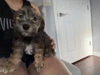 Brownie , a male Miniature Schnauzer and Havanese for sale in Port Saint Lucie, FL – 3 of 4