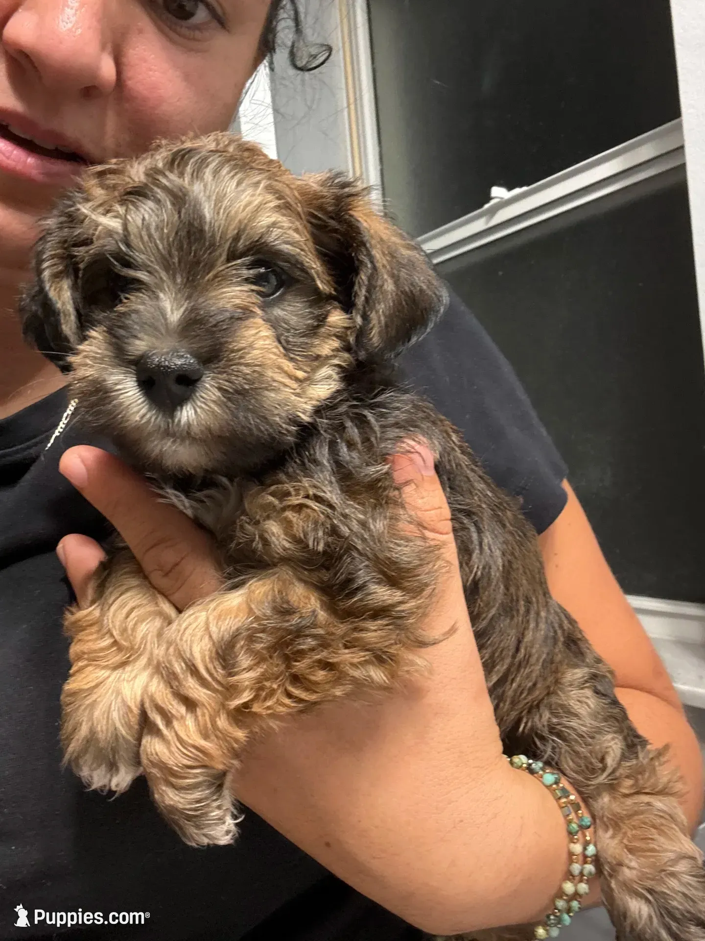 Brownie , a male Miniature Schnauzer and Havanese for sale in Port Saint Lucie, FL – 1 of 4