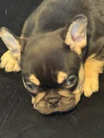 Snoop, a female French Bulldog for sale in Anderson, SC – Photo 2 of 6