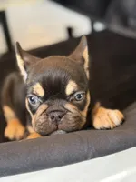 Snoop, a female French Bulldog for sale in Anderson, SC – Photo 1 of 6