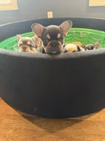 Snoop, a female French Bulldog for sale in Anderson, SC – Photo 5 of 6