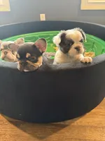 Snoop, a female French Bulldog for sale in Anderson, SC – Photo 6 of 6