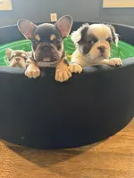 Panda, a female French Bulldog for sale in Anderson, SC – Photo 4 of 5