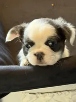 Panda, a female French Bulldog for sale in Anderson, SC – Photo 3 of 5