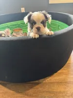 Panda, a female French Bulldog for sale in Anderson, SC – Photo 5 of 5