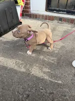 Riley, a female American Bully for sale in Buffalo, NY – 4 of 7