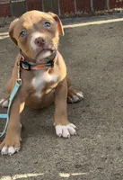 Ruby, a female American Bully for sale in Buffalo, NY – 3 of 5