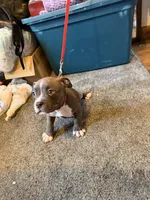 Zane, a male American Bully for sale in Buffalo, NY – 5 of 5