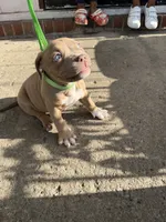 Rose , a female American Bully for sale in Buffalo, NY – 6 of 6