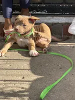 Rose , a female American Bully for sale in Buffalo, NY – 5 of 6