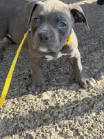 Storm, a female American Bully for sale in Buffalo, NY – 5 of 7