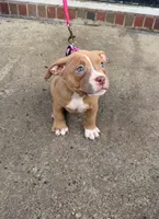 Riley, a female American Bully for sale in Buffalo, NY – 3 of 7